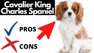 Cavalier King Charles Spaniel Pros And Cons SHOCKING [upl. by Koa]