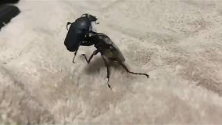 Bug Fight With Sound Effects [upl. by Arhaz]