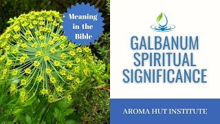 The History And Significance Of Galbanum Essential Oil In The Holy Incense [upl. by Danaher]