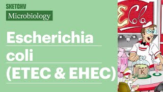 E coli ETEC amp EHEC Lesson Types amp Factors Part 1 Sketchy Medical  USMLE Step 1 [upl. by Annaeoj]