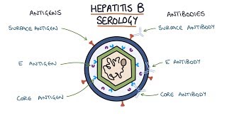 Understanding Hepatitis B Serology Results [upl. by Cornelie]