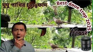 ঘুঘু পাখি ধরার সহজ ফাদ।howto catch a spotted doveghughu pakhi dhara fad traps [upl. by Neddy932]