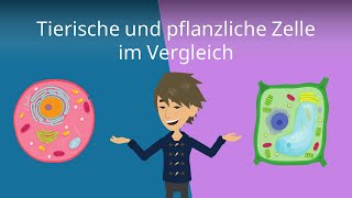 Tierzelle vs Pflanzenzelle  Vergleich  Studyflix [upl. by Richy383]