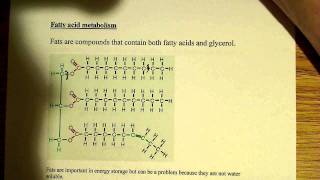 Fatty acid metabolism [upl. by Thorbert]