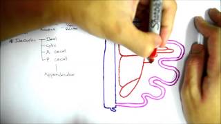 Superior Mesenteric Artery [upl. by Borries]