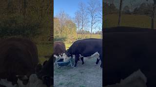 Up close with BIG Hereford cows at feeding timefarming cow bull [upl. by Bentlee]