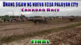 EP975 Unang sigaw ng nueva ecija palayan city Carabao Race Final [upl. by Nilloc]