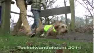 teckelwandeltocht2014 [upl. by Scott]