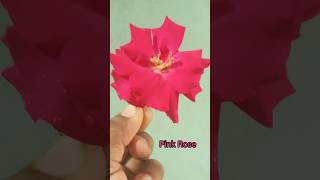 Pink Rose 🌹 Flower  Lasyavlogs  LasyaVlogs3 [upl. by Haymo369]