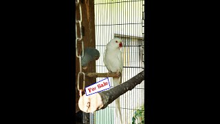 Rose Indian Ringneck  birds parrots cute pet [upl. by Saw933]