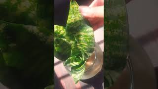 Low maintenance easy to grow indoor plants  gardningtips [upl. by Adnilak]