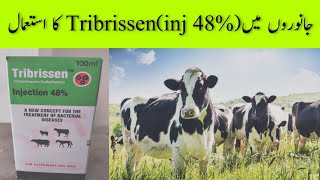 Tribrissen injection 48 Uses [upl. by Lewan]