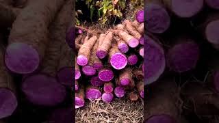 Fresh Purple Yams Of The Year satisfying shot [upl. by Hatti]