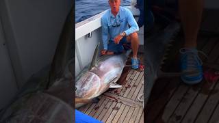 Massive big eye tuna in Madeira [upl. by Eno]