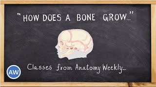 Bones  How does a Bone Grow  Classes from Anatomy Weekly  Anatomy Weekly Ep  11 [upl. by Freddy]