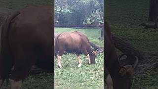 Animal Kingdom  Zoo yt youtube youtubeshorts animalshorts forest [upl. by Cassiani889]