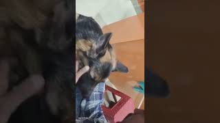 Katu kese rata youtubeshorts shortvideo germanshepherd viralshort meme [upl. by Sokem507]