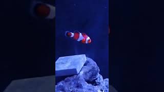 Nemo and Dory Fish nemofish doryfish findingdory findingnemo [upl. by Rehptosirhc568]