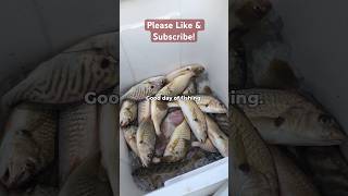 Big Spot Croaker amp Kingfish From Chesapeake Bay MD fishing shorts [upl. by Darwen]