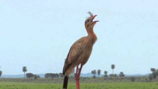 O Canto da Seriema Cariama cristata [upl. by Elockcin]