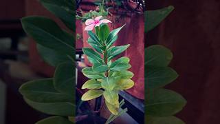 How to grow Rose periwinkle pink periwinkle flower🌺 plant at home सदाबहार gardenscapes [upl. by Yesmar90]