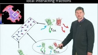 Microscopy Fluorescence Lifetime Imaging Microscopy FLIM Philippe Bastiaens [upl. by Sirob]