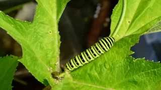 Timelapse of Common Yellow Swallowtail Caterpillars Eating キアゲハ終齢幼虫の食欲：微速度撮影 [upl. by Luisa579]