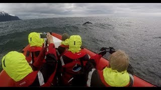 Dalvik Whale watching Iceland [upl. by Temme]