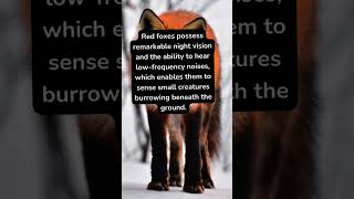 Fact about red foxes [upl. by Anwat918]