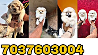 Pomeranian dog Pet shop Dehradun Haridwar Moradabad dogkennelinindia dogmarketincheapprice dog [upl. by Judenberg329]