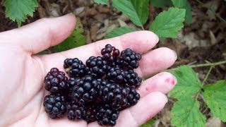 Foraging for Dewberries [upl. by Hewes]