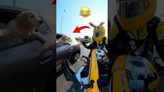 Dog 💥Reaction 🤣on Bunny 🐰……funnyshorts bunnyhelmet [upl. by Llehsam]