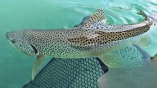 Flathead River Fishing ft Andy [upl. by Coryden]