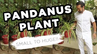 Pandanus Plant Stages From Small to HUGE  Home Gardening [upl. by Lev]