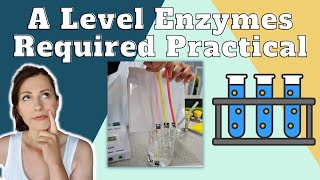 Enzymes Required Practical  A level Biology The effect of a variable on the rate of reaction [upl. by Gough]