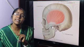 Lecture OnTemporal and Infratemporal Region [upl. by Euqinobe]