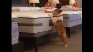 TV Commercial  Mattress Discounters  Red Tag Sale  300 Off [upl. by Anillek]