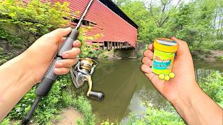 Eating Whatever I Catch Creek Fishing for Stocked Trout Catch and Cook [upl. by Esinel]