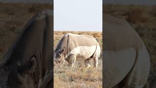 Rhino in Etosha National Park [upl. by Asim]