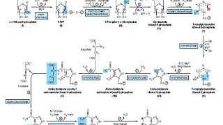 Trick to Remember Biosynthesis PURINE NUCLEOTIDES [upl. by Nnylsaj881]