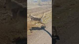 wolf attack sivas börü kurt wolf czechoslovakiawolfdogwolfdogchaneanatolia [upl. by Munt728]