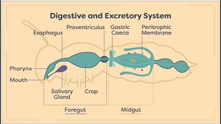 Insects Digestion and Excretion  insect digestive and execratory system  Module 0204 [upl. by Hildy]