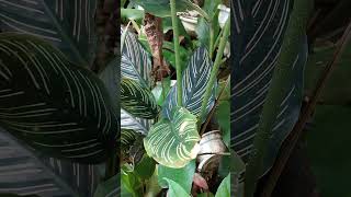 Calathea Variety plants nature houseplants indoorplants [upl. by Uok522]