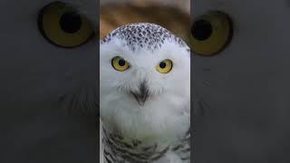 Snowy Owl  Birds Category  List  shorts list birds snowyowl fyp foryou foryoupage [upl. by Holey]