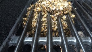 Honeybees in BBQ Grill  Removal 067 [upl. by Ahto]