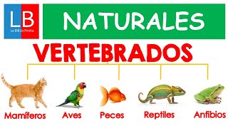 Animales VERTEBRADOS para niños ✔👩‍🏫 PRIMARIA [upl. by Aiek]