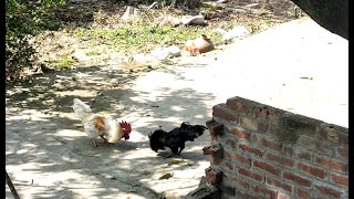 Roosters fighting with each other  Ayam Cemani vs White leghorn [upl. by Murdocca]