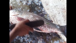 Azim Kaka Katla fish cutting Just wow ll Tushar Fishing [upl. by Suzette]