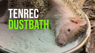 Dust Bath with a Madagascar Hedgehog Tenrec [upl. by Anamor]