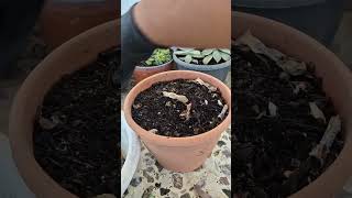 How to treat root rot of succulent plants [upl. by Aisinut]